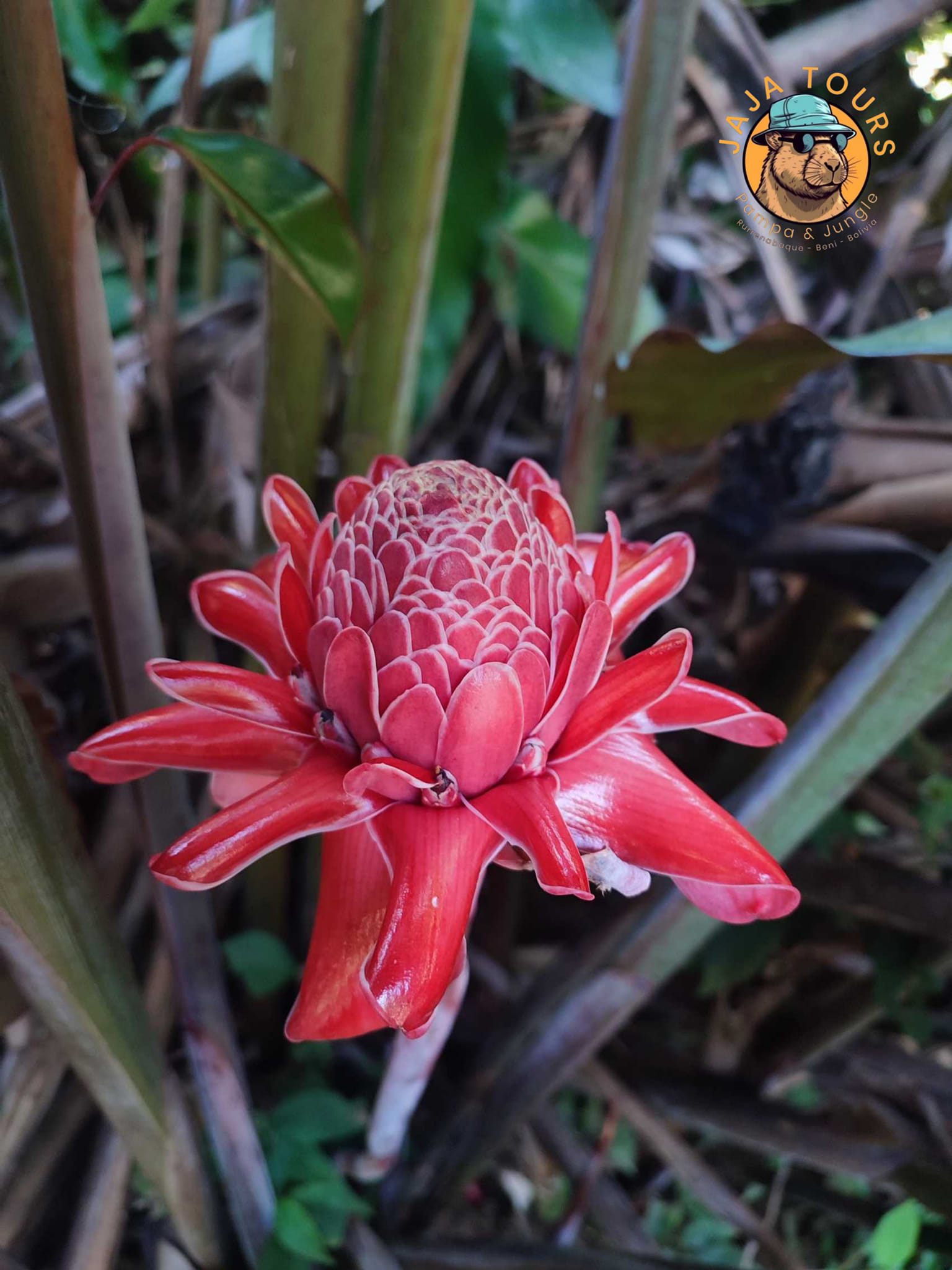 Red flower in the jungle